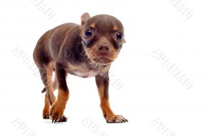 puppy chihuahua afraid