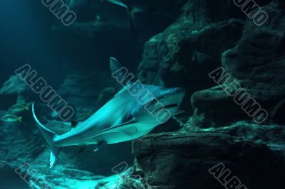 reef shark