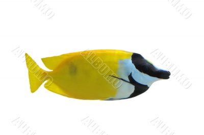 Fox Faced Rabbit Fish