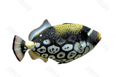 Clown triggerfish - Balistoides conspicillum