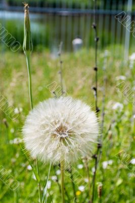 large dandelion