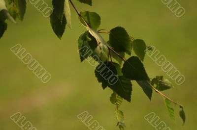 Leaves on a branch of a birch