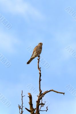 Falcon
