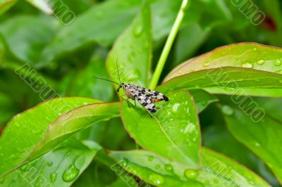 Little Fly