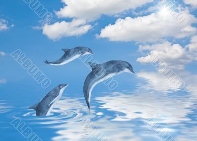 Dolphins