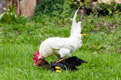Chicken Love