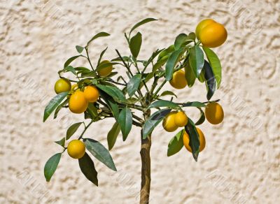 Kumquat Tree