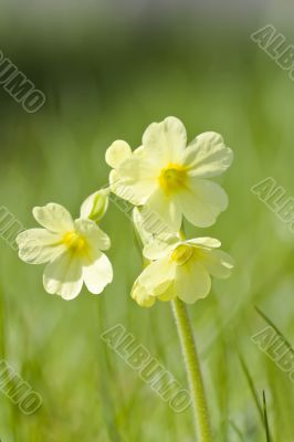 Cowslip