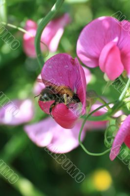 Bee in Work