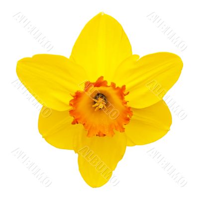 Daffodil