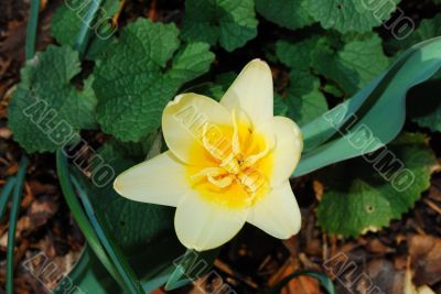 beautiful yellow flower