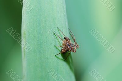 small spider