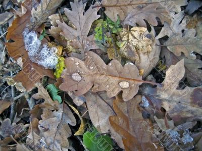 Frozen leaves on the ground