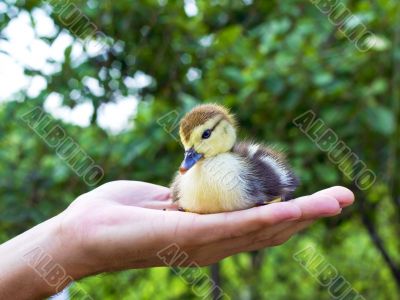 little duckling in a man`s hand
