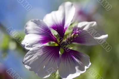Purple Flower