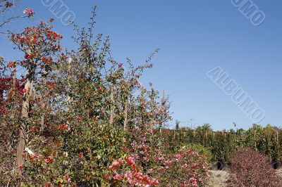 Flower Plants