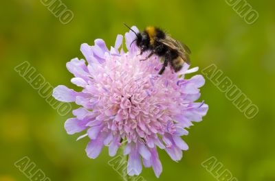 Bumble Bee