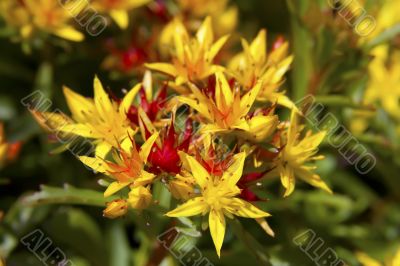 Stonecrop