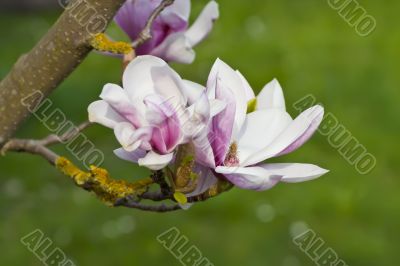 Magnolia