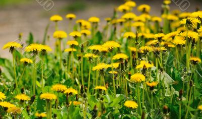 field from the flowering yellow dandelions