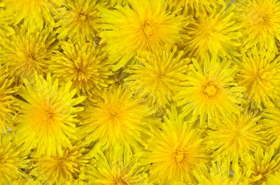 abstract background of flowering yellow dandelions