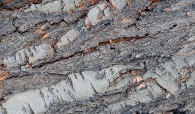 abstract background from the of tree bark