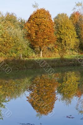 Colorful Trees