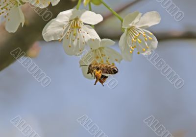 Bee in Flight
