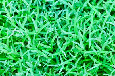 abstract background of the green grass