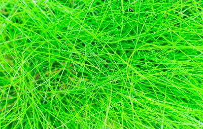 abstract background of the green grass