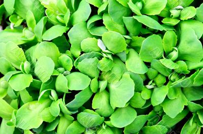 abstract background of green leaves plant