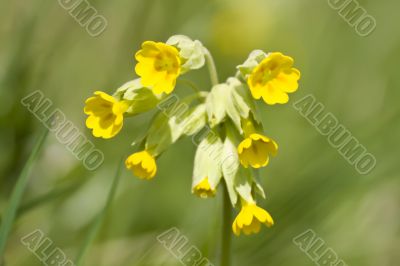 Cowslip