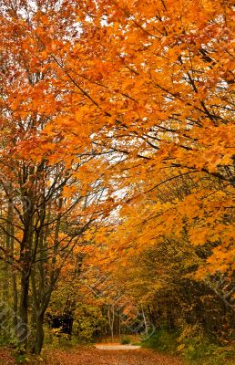 Autumn Forest Track