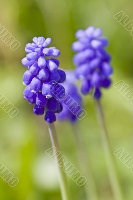 Hyacinth