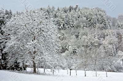 Trees in Winter