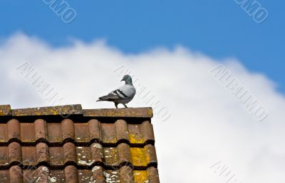 Pigeon 