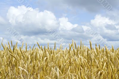 ears of wheat against the sky