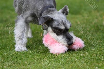miniature schnauzer with a pink toy
