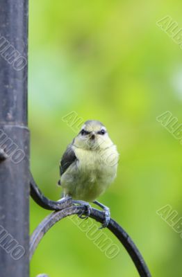 juvenile blue tit