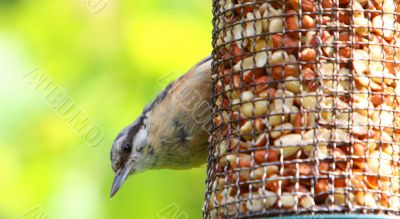Nuthatch 