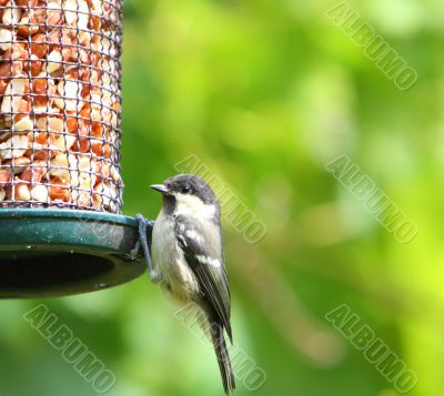 Coal tit 