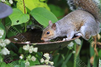 Grey squiirel