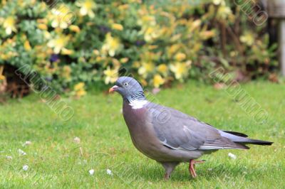 Wood pigeon