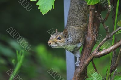 Grey squiirel
