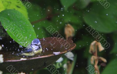 Blue tit  having a bath