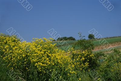 vineyard