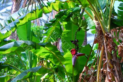 banana palm