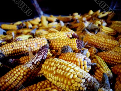 head  of corn