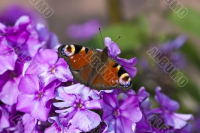 Peacock Butterfly