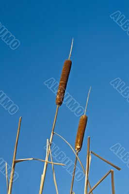 Reed Mace 